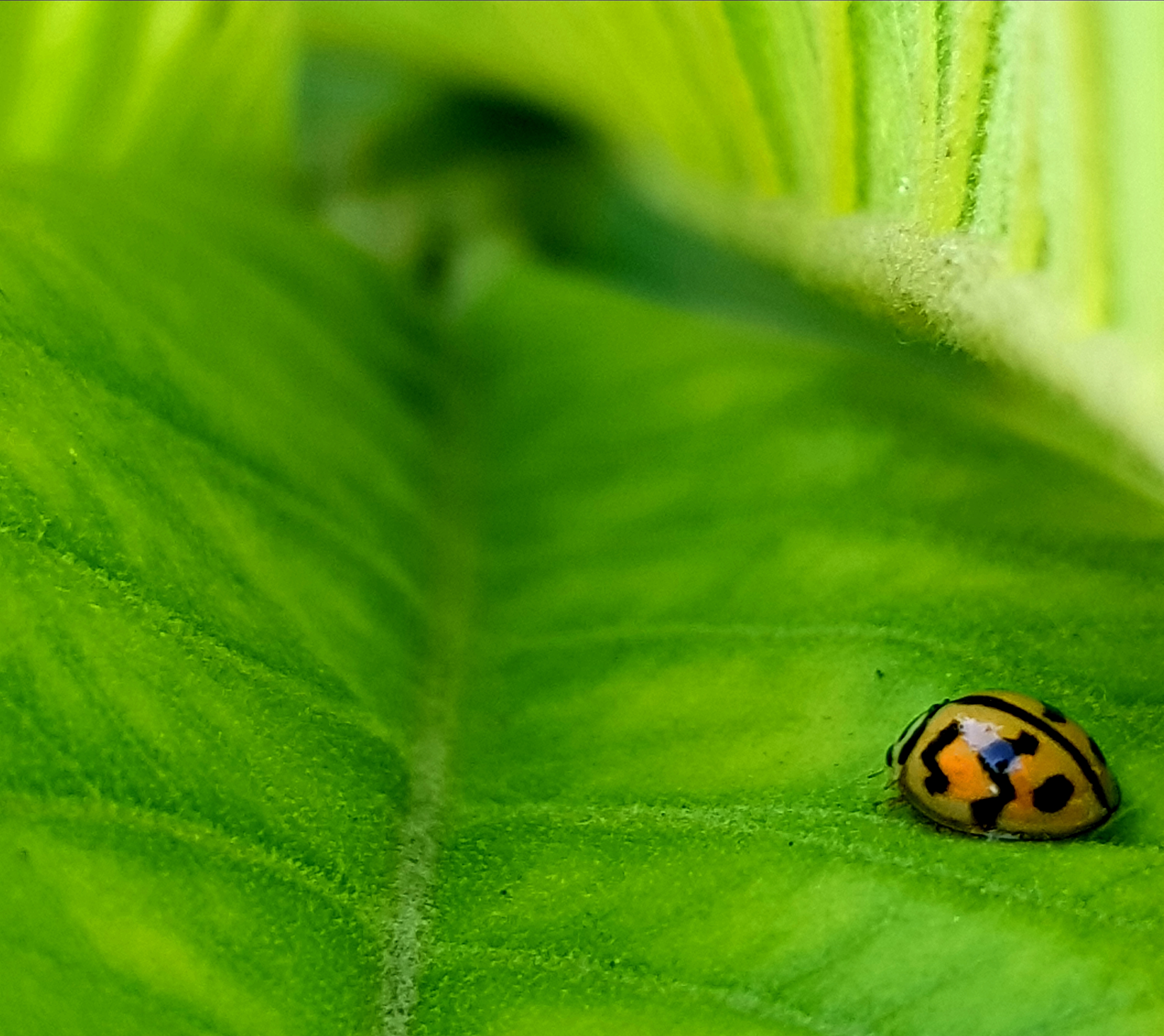 A clear picture of a ladybug