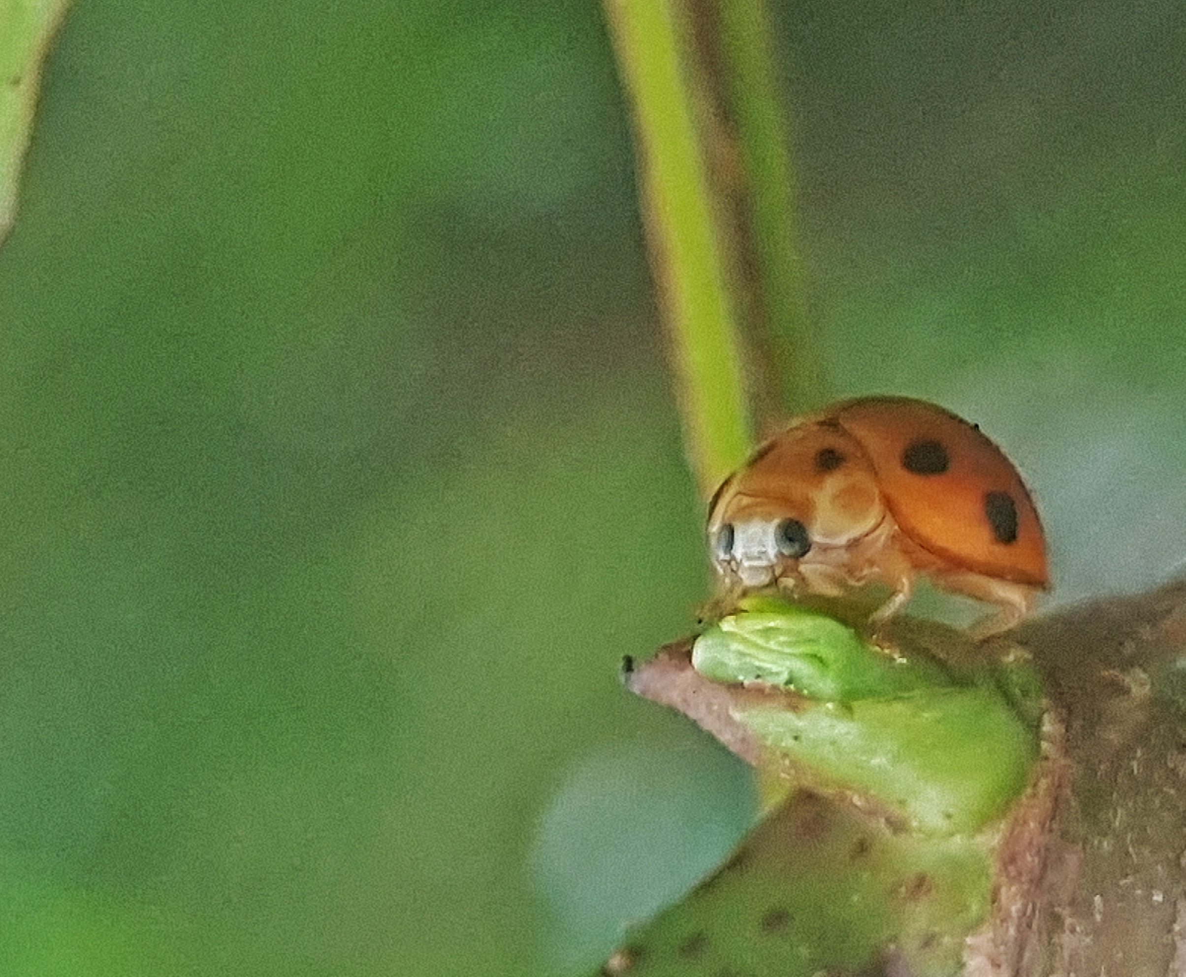 Grainy picture of a ladybug