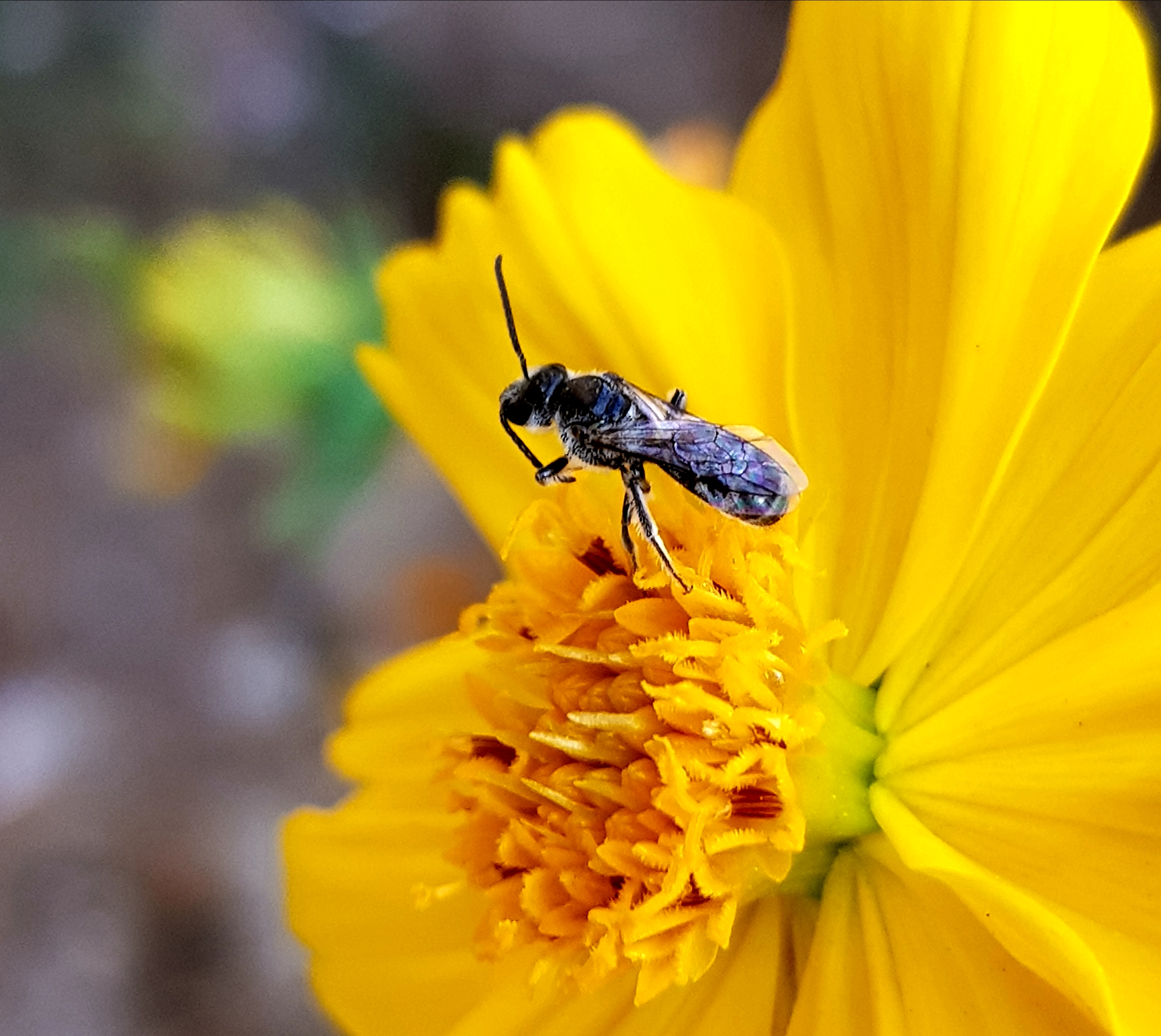 Fly on yellow flower ready to take off