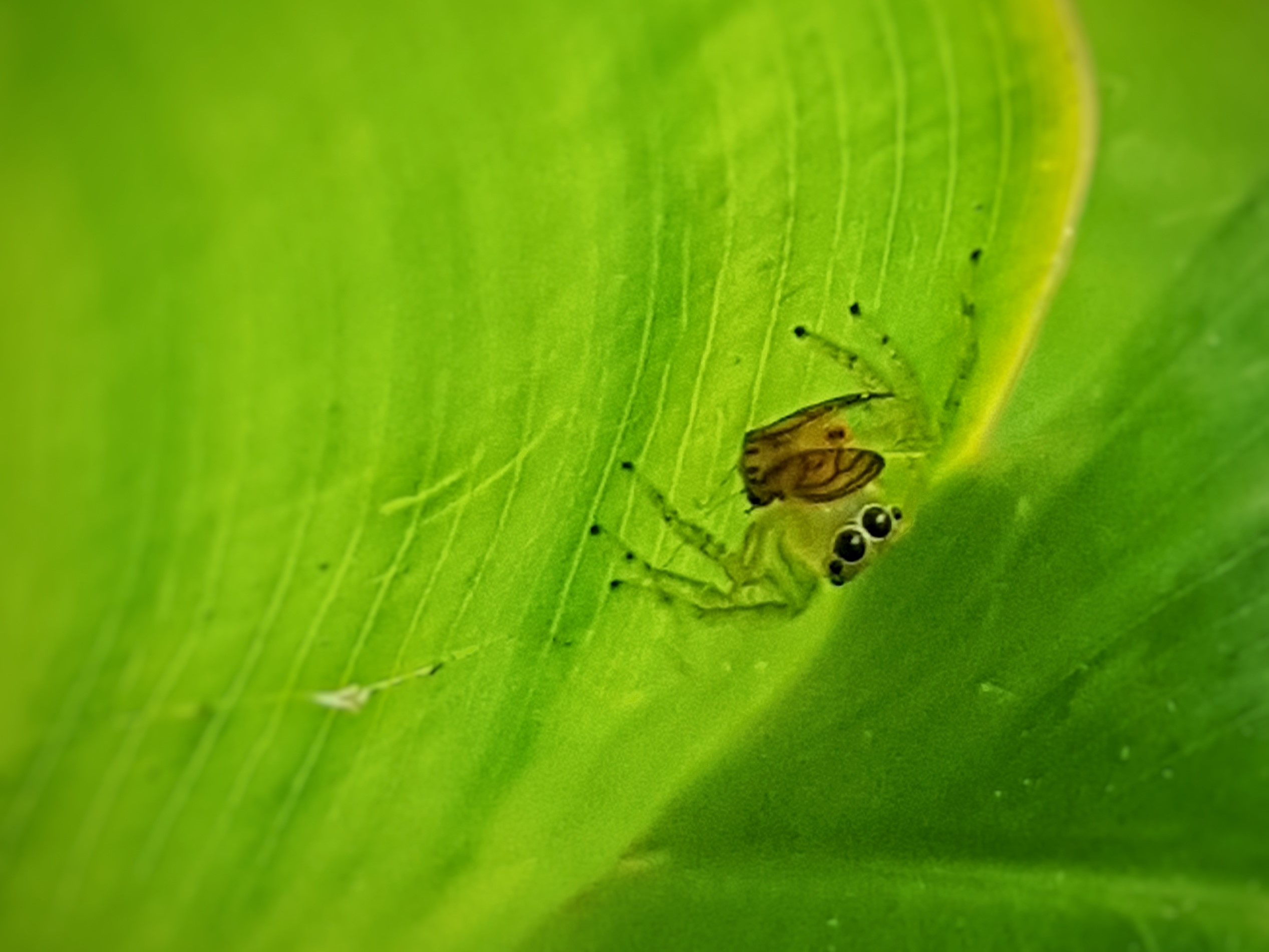 Jumping spider underneath leaf