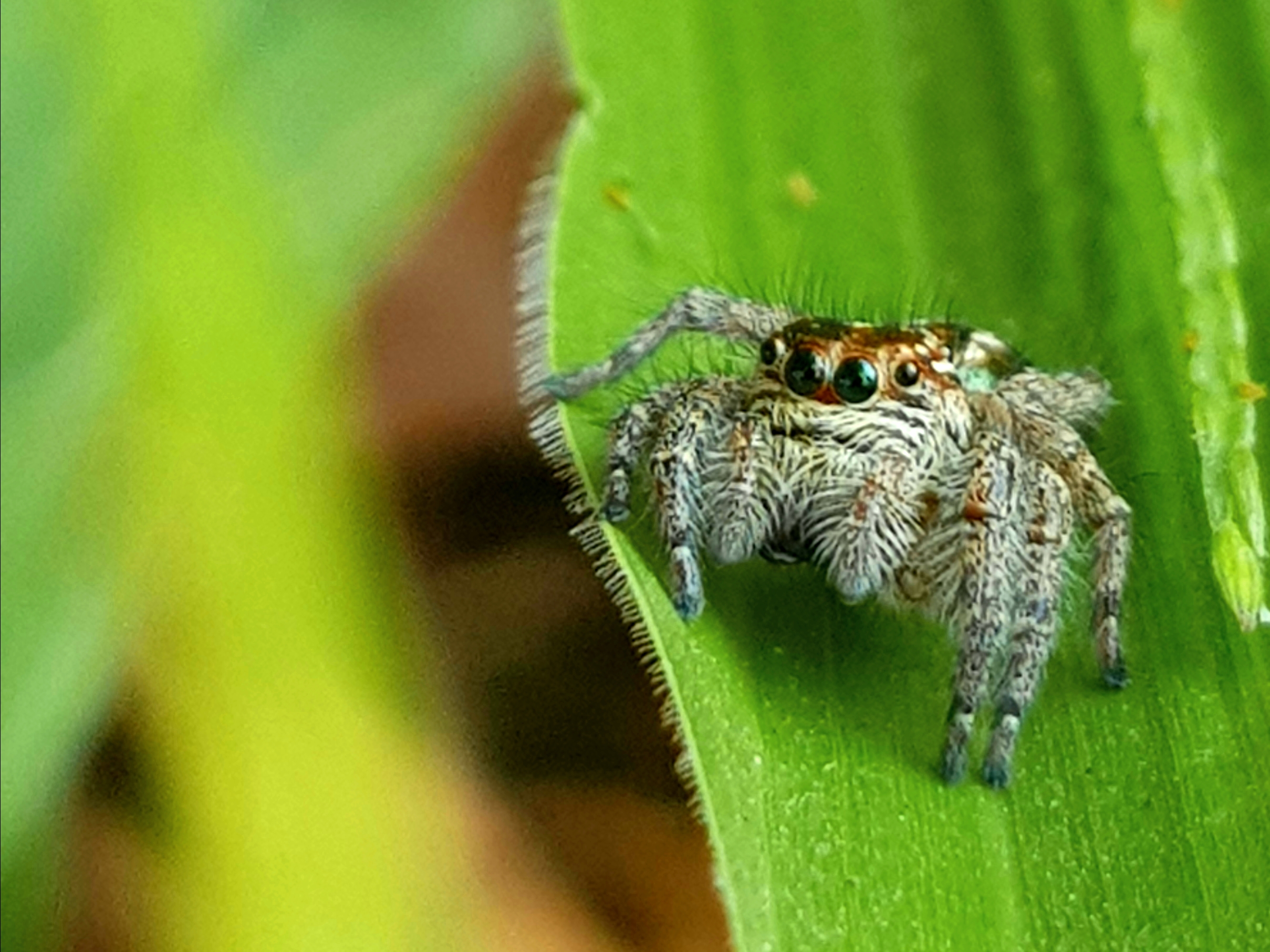 Gray jumping spider