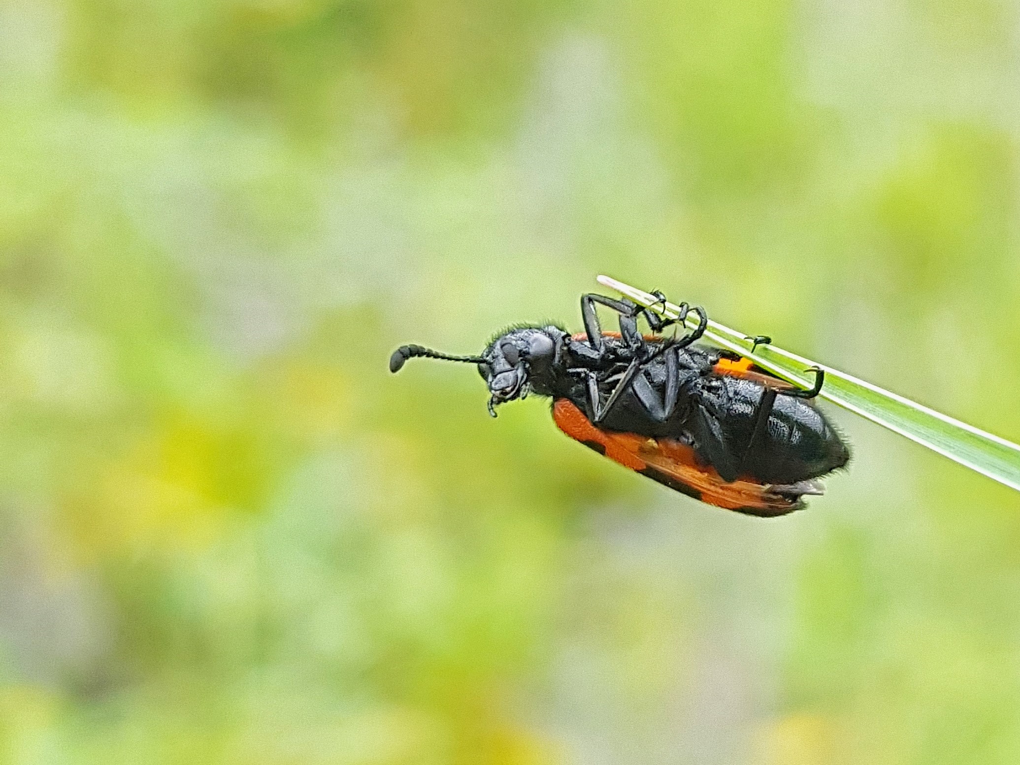 Ladybug grasping onto a grass blade